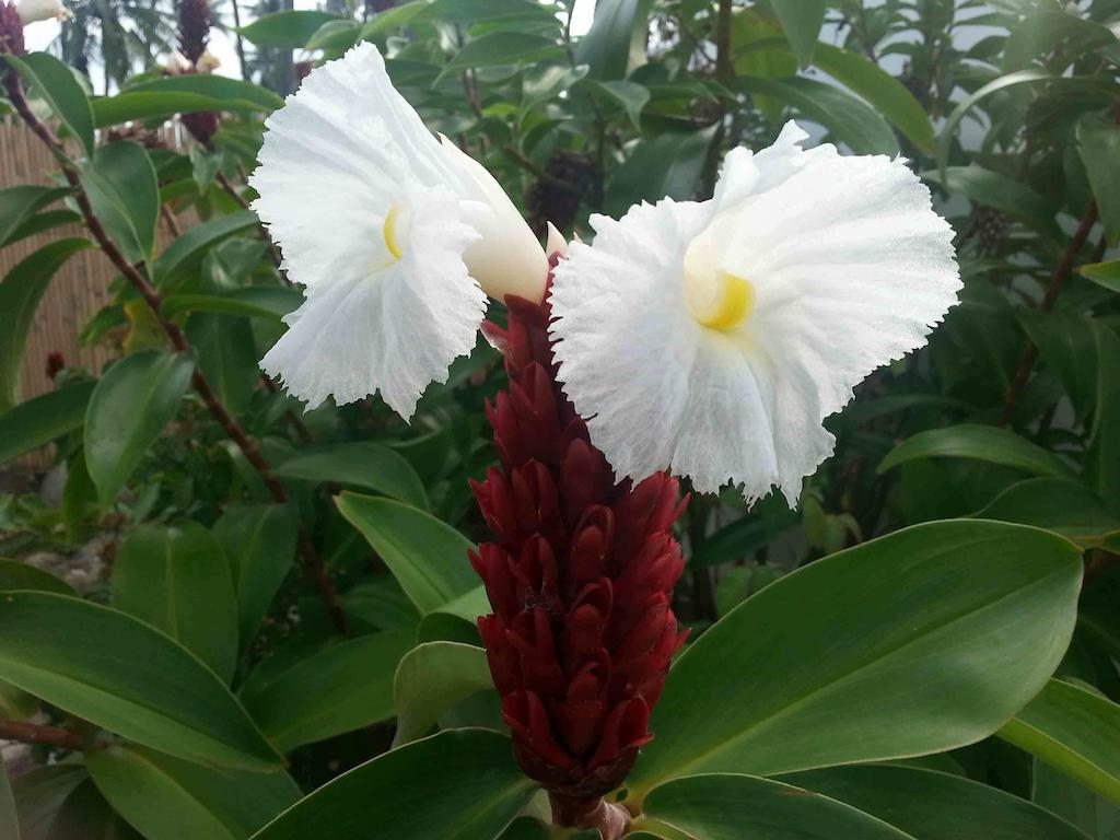 White Chocolate Hills Resort Zamboanguita  Екстер'єр фото